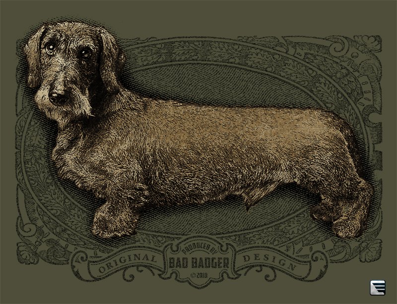 jezevcik drsnosrsty nahled