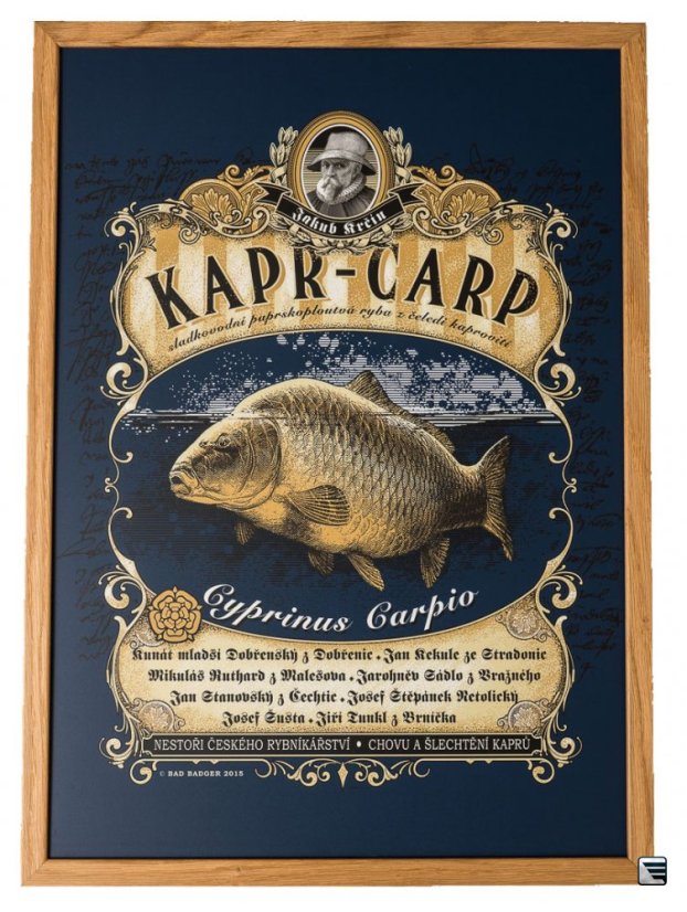 kapr obraz